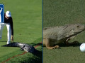 Chơi golf cùng cá sấu, rắn, thằn lằn… ở PGA Tour