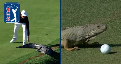 Chơi golf cùng cá sấu, rắn, thằn lằn… ở PGA Tour