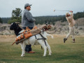 Dê làm caddie sân golf ở miền Tây nước Mỹ