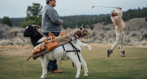 Dê làm caddie sân golf ở miền Tây nước Mỹ