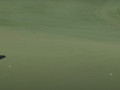 Cú putt giúp Jon Rahm đánh bại Collin Morikawa