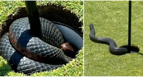 Snakes Chills Out in Golf Cup at Course in Sydneys Suburbs
