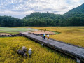 Water Buffalo Eat Up Nick Faldo Design