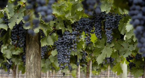 Ngày Malbec thế giới và tối thử nếm để khám phá rượu vang và ẩm thực Argentina tại khách sạn Pan Pacific
