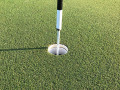 Cỏ Zoysia thay đổi môn golf