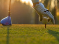 Thị hiếu của người chơi golf qua các con số