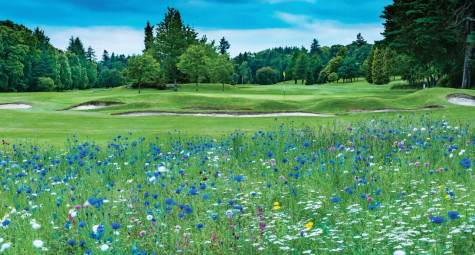 Banchory Golf Club hole #3: Meadow heaven