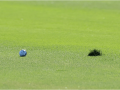 Sự tàn phá của bóng bùn tại Hero World Challenge 2022