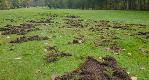 Tại sao “Leatherjackets” là vấn đề lớn đối với các sân golf?