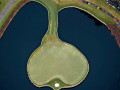 Khám phá hố golf “The Island Green” tại TPC Sawgrass