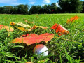 5 điều golfer cần biết khi chơi golf vào mùa thu