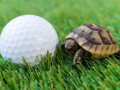 Xử lý vật cản “sống” trên sân golf như thế nào?