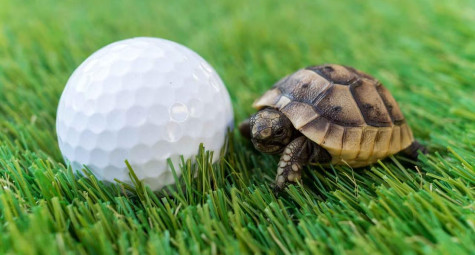 Xử lý vật cản “sống” trên sân golf như thế nào?