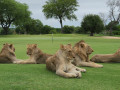 Skukuza Golf Course: Sân golf hoang dã nhất thế giới