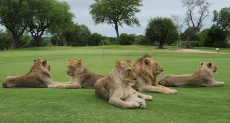 Skukuza Golf Course: Sân golf hoang dã nhất thế giới