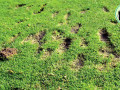 Drop zone có quá nhiều divot, có được thả bóng ra bên ngoài?
