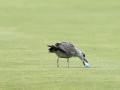 Khi chim "cuỗm" bóng trên sân golf