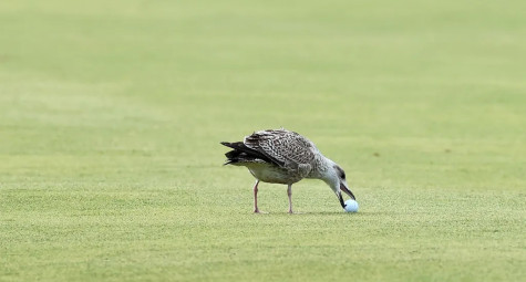 Khi chim "cuỗm" bóng trên sân golf