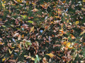 Leaf Rule trong golf