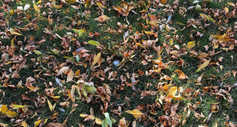 Leaf Rule trong golf
