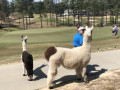 Gặp gỡ những “caddie lông xù” giữa thiên đường golf Bắc Carolina