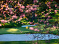 Chùm ảnh: Mùa xuân tại Augusta National