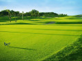 Việt Nam: Điểm sáng trên bản đồ golf thế giới