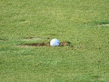 Giải thích luật golf: Tại sao không thể giải thoát miễn phạt từ divot?