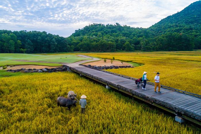 Hố số 4 với phong cảnh ruộng lúa và trâu nước Việt Nam