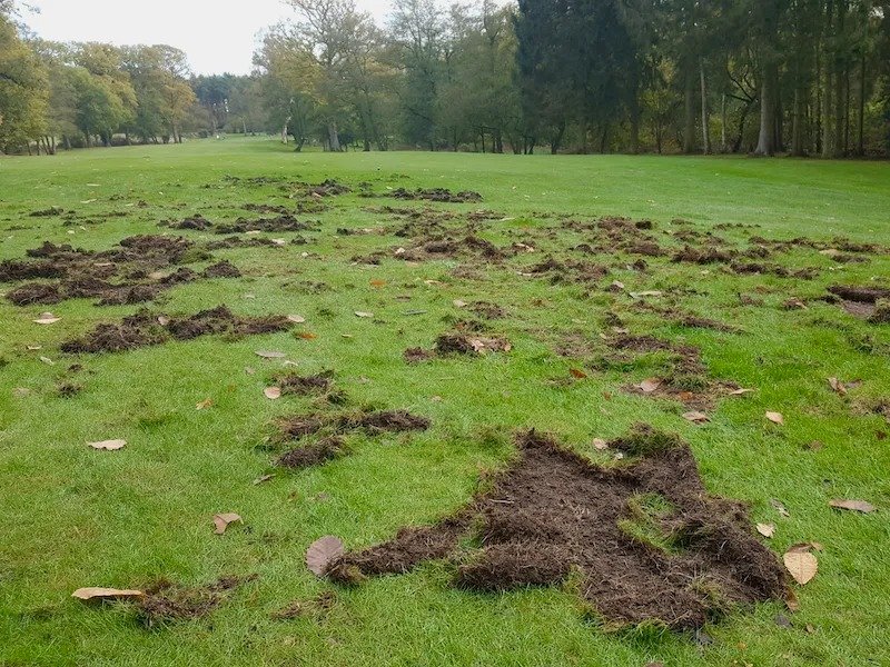 Tại sao “Leatherjackets” là vấn đề lớn đối với các sân golf?