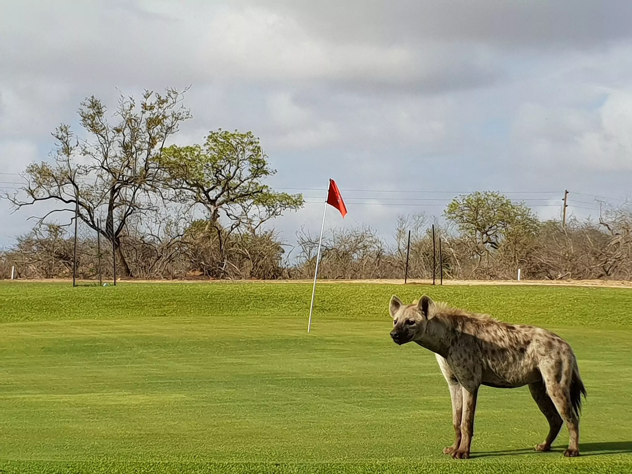 Skukuza-Golf-Course-0.webp (251 KB)