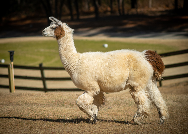 Talamore-Llama-2.jpg (194 KB)