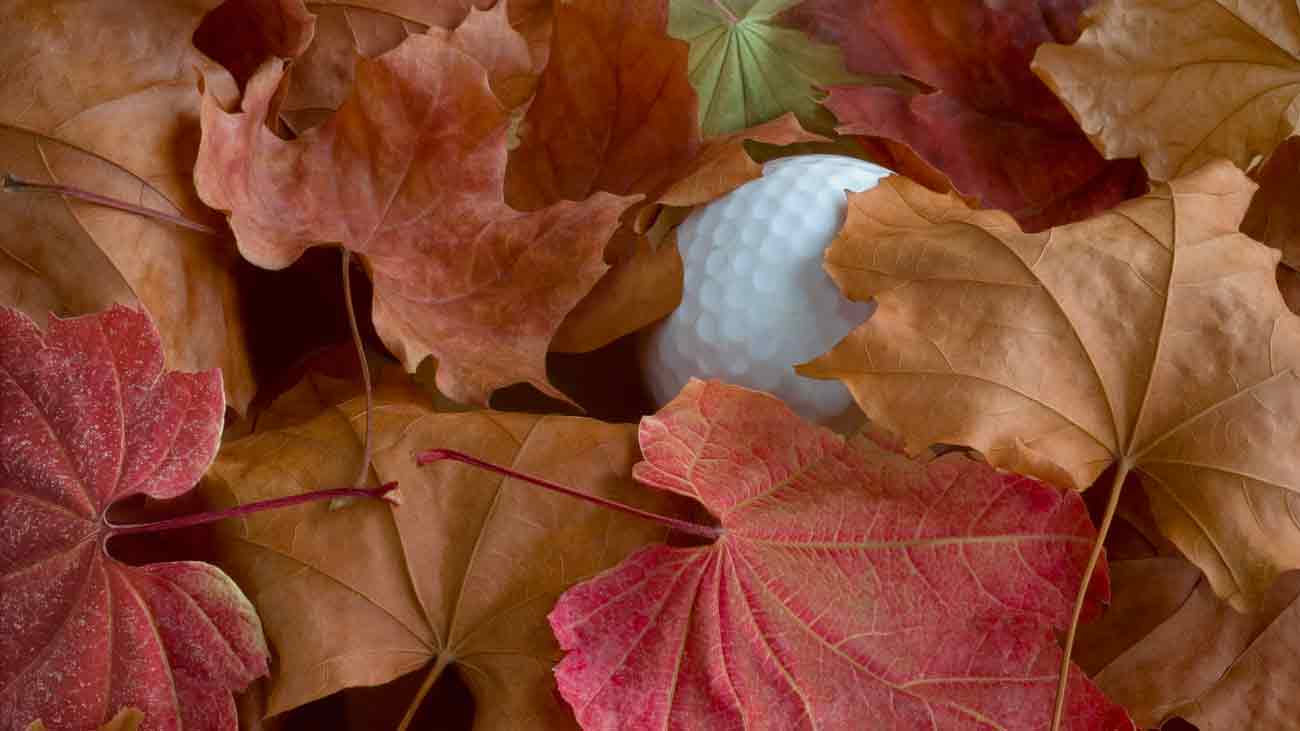 Golf-ball-in-leaves.jpg (40 KB)